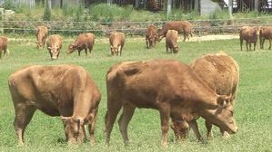 충북도, 축산기술연구소 신설&hellip;축산시험장 독립 운영