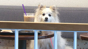 [빅토픽] '반려동물 식당 출입' 합법화&hellip;지켜야 할 규칙