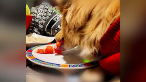 핥아먹는 영상 올렸다 뭇매&hellip;논란 확산에 결국