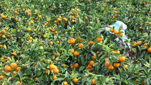 올해부터 미국산 만다린 무관세 수입&hellip;제주 감귤농가, 대응 촉구