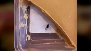 "배달시킨 디저트 먹다가 기겁"&hellip;충격 사진 반전 맞았다