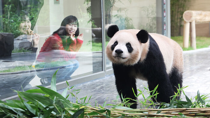 경기도 용인시 에버랜드 판다 세컨드 하우스(Panda 2nd House)에서 쌍둥이 판다 루이바오가 방사장을 돌아다니고 있다. (사진=연합뉴스)