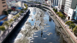 물 빠지자 곳곳 하얗게 드러나&hellip;부산 도심서 '떼죽음' 