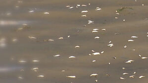 수질 개선 공사한다면서&hellip;정어리는 '떼죽음'