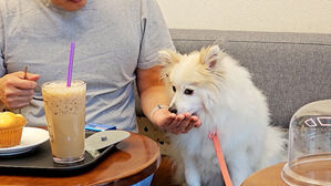 개 산책 중에 "외식할까?"&hellip;3월부터 음식점 출입 가능