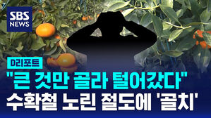 [D리포트] "큰 것만 골라 털어갔다"&hellip;수확철 노린 절도에 '골치'
