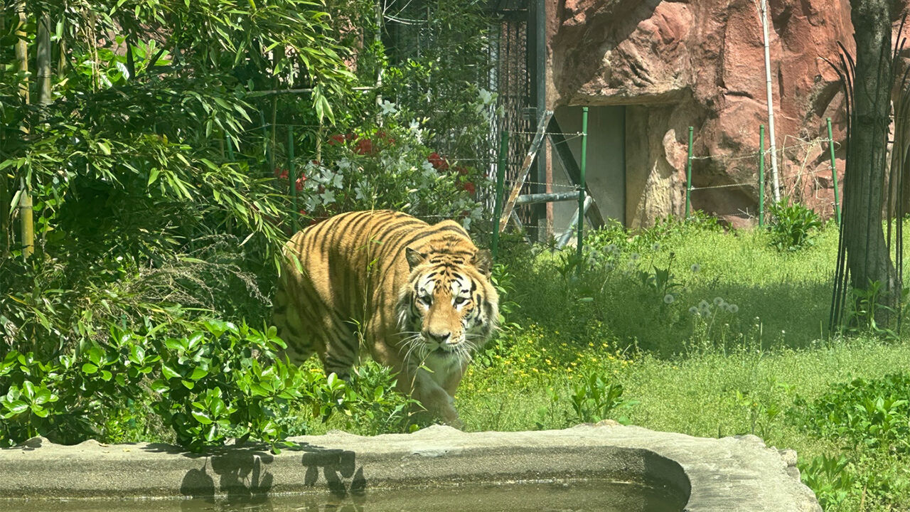 광주 우치공원에 구조된 '호광이' (사진=광주시 제공, 연합뉴스)