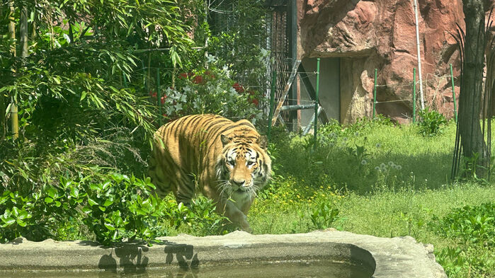 광주 우치공원에 구조된 '호광이' (사진=광주시 제공, 연합뉴스)