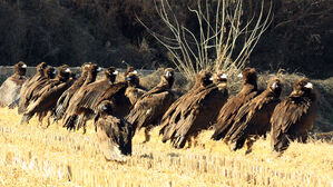 남원 찾은 독수리 떼 '눈길'