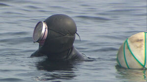 "찜질방&middot;아줌마&middot;해녀"&hellip;옥스퍼드 사전에 반가운 K-단어