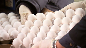 한판 7000원 넘자&hellip;당분간 마트에 '흰 달걀' 많아진다