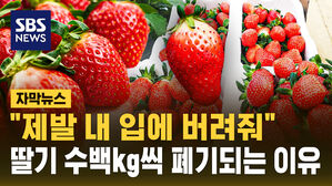 [자막뉴스] "제발 내 입에 버려줘"...딸기 수백kg씩 폐기되는 이유
