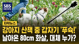 [자막뉴스] 강아지 산책 중 갑자기 '푸슉!'&hellip;날아온 80cm 화살, 대체 누가?