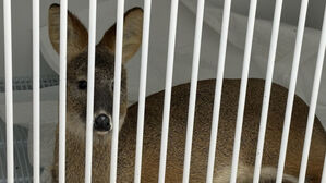 기계식 주차타워에 끼인 고라니 구조&hellip;"동물병원 인계"