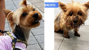 "죽은 줄 알았는데" 6년 만에 살아 돌아왔다&hellip;기적 재회