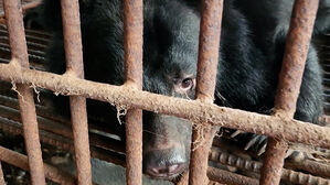 "정부 장려하더니" 올해부터 '불법'&hellip;전국 199마리 발칵