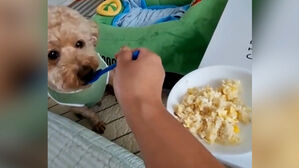 "사람이니?"&hellip;80만 뷰 찍은 강아지 식사법 '화제'