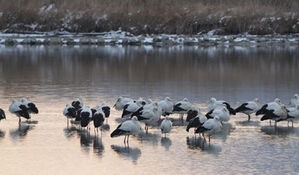 천연기념물 황새 80여 마리, 고창 해리천서 월동&hellip;최대 규모
