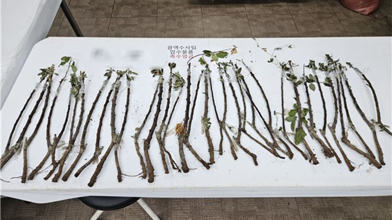 중국산 사과 묘목(사진=검역본부 제공, 연합뉴스)