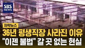 [자막뉴스] 36년 평생직장 사라진 이유&hellip;"이젠 불법" 갈 곳 없는 현실