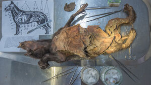 "빙하기 늑대 배 속에 털코뿔소 조각&hellip;전체 게놈 분석 성공"