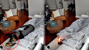 반려견이 '질겅질겅'&hellip;결국 소파 위에서 '펑'