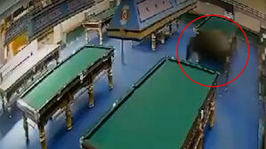 도축장서 탈출한 물소, 당구장 난입 '아수라장'