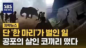 [자막뉴스] "전례 없는 일" 최소 20명 이상 사망&hellip;인도에 뜬 '살인 코끼리'