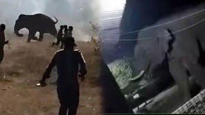 "전례 없는 일" 최소 20명 이상 사망&hellip;단 '한 마리'가 벌인 짓