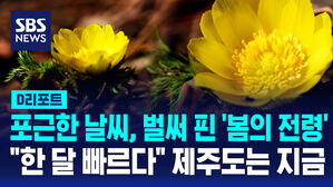 [D리포트] 포근한 날씨, 벌써 핀 '봄의 전령'&hellip;"한 달 빠르다" 제주도는 지금