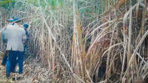 사탕수수밭 의문의 흔적&hellip;한국인 시신 연달아 발견됐다