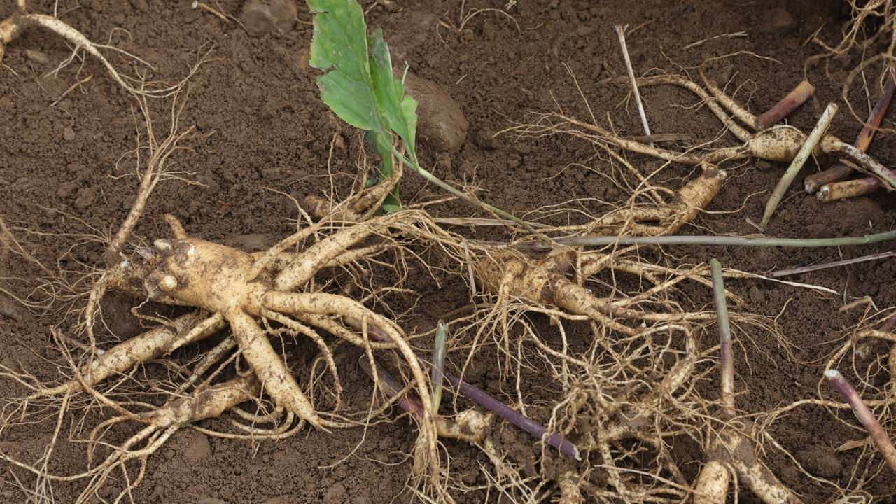 경기 파주시 적성면에서 채굴한 파주개성인삼 (사진=연합뉴스)