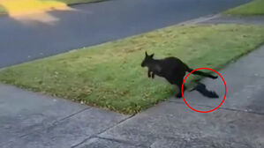 뛰다가 주머니서 '툭'&hellip;"엄마 어디가" 미아 된 새끼