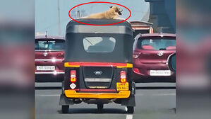 달리는 차량 위 여유로운 개&hellip;인도 도로서 포착