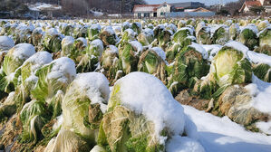 내일부터 영하 10도 '최강 한파'&hellip;농진청 "농작물 관리 주의"