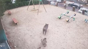 대전 아파트 단지서 '화들짝'&hellip;도심 닷새째 출몰 '불안'