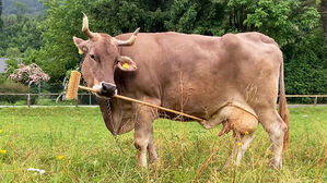 소가 청소용 솔로 직접&hellip;"첫 발견, 충격" 과학계 발칵
