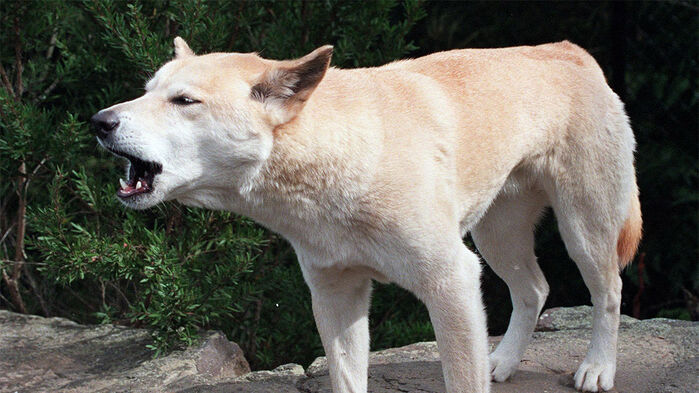 호주 들개 딩고 