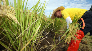 정부, 쌀 시장 격리 보류&middot;가공용 쌀 6만 t 공급&hellip;쌀값 안정 유도
