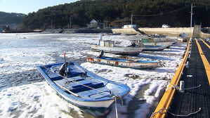 "갯벌서 얼어붙어 뜯겨나가"&hellip;제철 맞아도 한숨 '푹'
