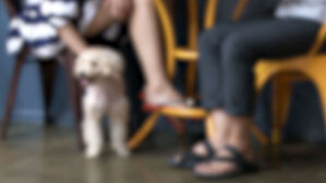 "강아지 컵 아닙니다"&hellip;스타벅스 붙은 '경고문'