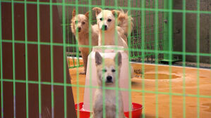 3개월간 270만 원 꿀꺽&hellip;동물보호단체 대표가 벌인 짓