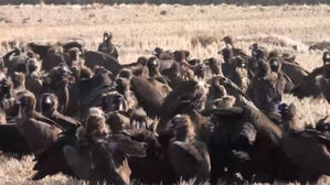 "몽골서 찾아왔습니다"&hellip;'겨울 진객' 두고 이색 경쟁