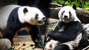 일본 떠난 판다&hellip;"또 보내달라" 요청에는 '싸늘'