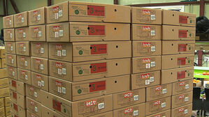 "농약 값도 안 나와" 감귤 농가 '한숨'&hellip;설, 반등 기회?