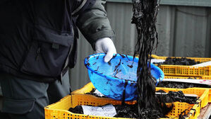 "누렇게 변하며 사멸"&hellip;김 산업 휘청? 이걸로 버텼다