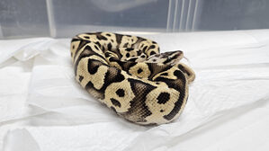 강남 지하철역에 출몰한 뱀 2마리&hellip;놀라운 정체에 '깜짝'