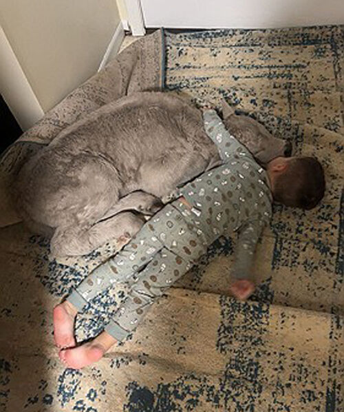 송아지를 껴안고 있는 3살 아이 그레고리