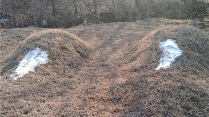 옥천 야산 묘 11기에 '소금 테러' 60대 "새가 길을 인도했다"