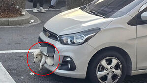 차량 앞 범퍼에 낀 백구&hellip;"학대 아냐?" 시끌
